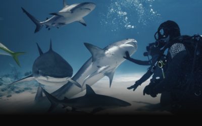 Go swimming with sharks in latest ‘Wild Life on Apple Vision Pro’