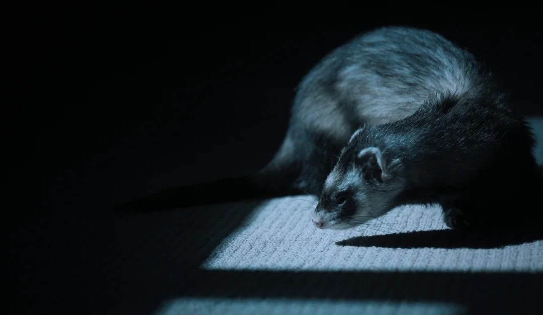 SentinelLabs reveals research on FERRET macOS malware