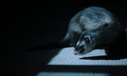 SentinelLabs reveals research on FERRET macOS malware